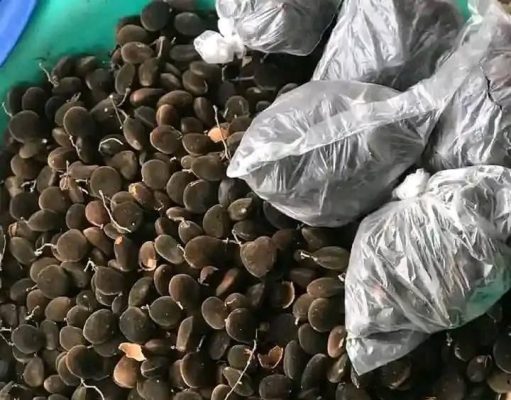 10 Health Benefits Of Velvet Tamarind