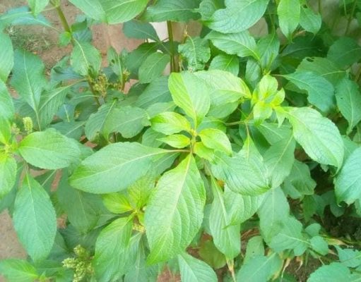 THE SPIRITUAL BENEFITS OF BATHING WITH SCENT LEAF WATER. Twi(NUNUM)