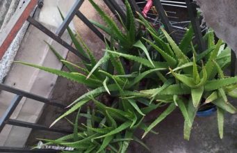 Health Benefits Of Aloe Vera : Cure for Chronic Piles, Skin Blemishes, Ulcers , More