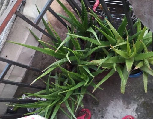 Health Benefits Of Aloe Vera : Cure for Chronic Piles, Skin Blemishes, Ulcers , More