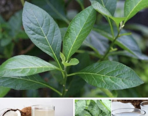 18 Health Benefits Of Bitter Leaf And Coconut Water Mixture And How To Prepare It