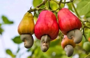 Health Benefits of Cashew Plant – The Leaves and the Root